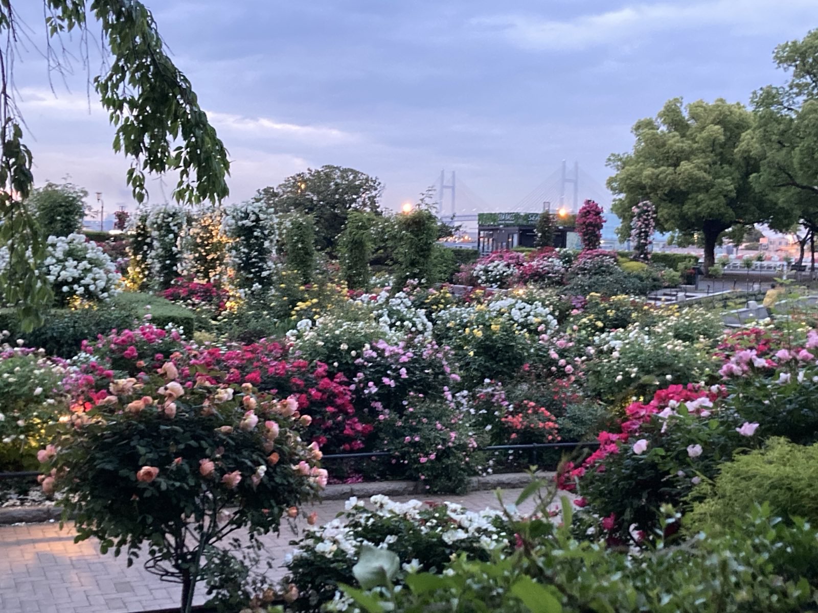 ファビアン新着