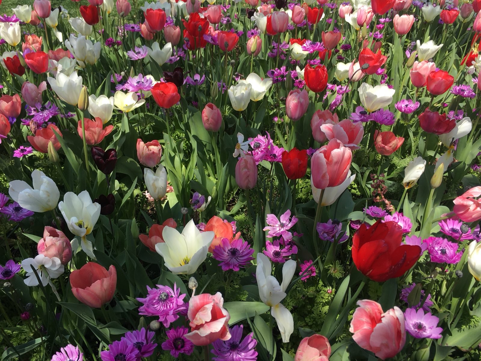 ファビアンフラワー