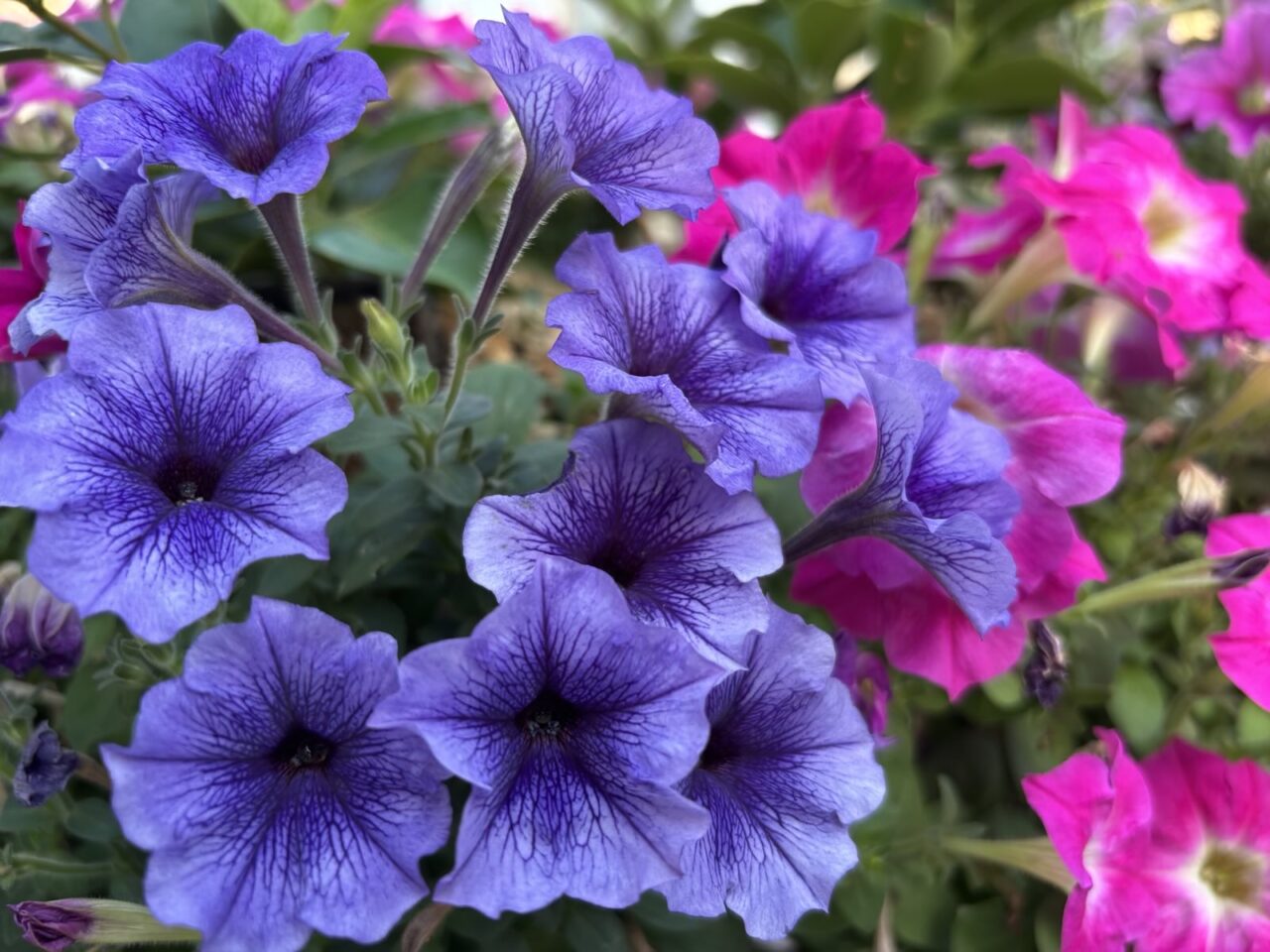 ファビアンフラワー